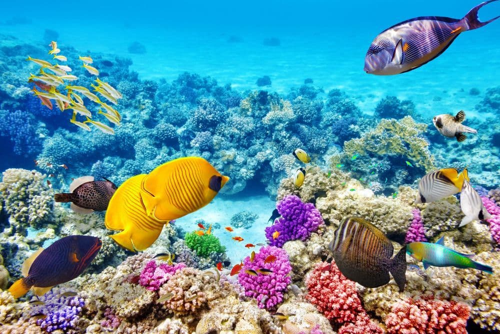Travelish Image